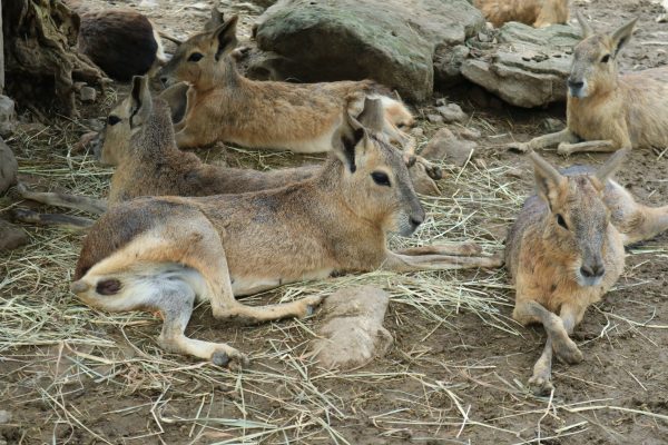 群馬サファリパーク