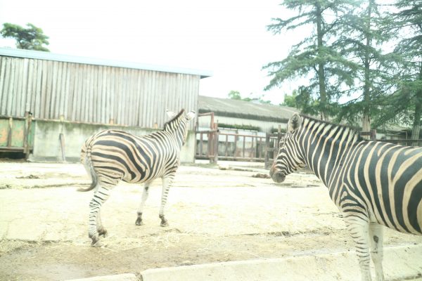 群馬サファリパーク