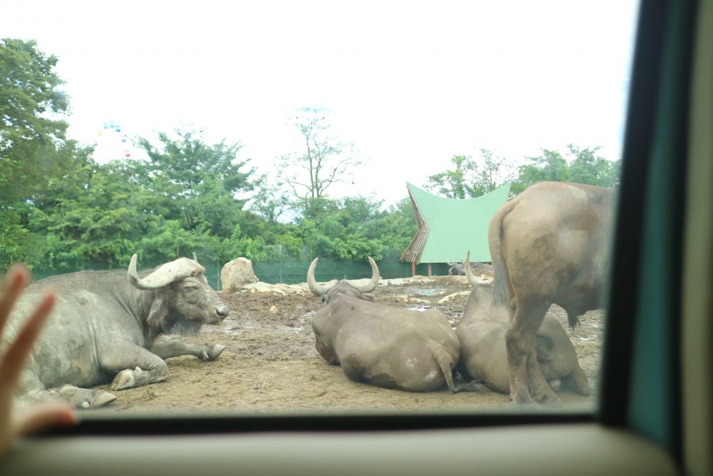 群馬サファリパーク何時間遊べる？
